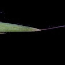 Image result for Cymbopogon pospischilii