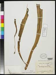 Image result for Elaphoglossum chevalieri