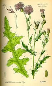 Image result for Cirsium