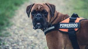 By the time of world war ii, the american bulldog almost went extinct, but was. Most Dangerous Dog Breeds In The World Full Guide With Pictures