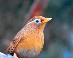 Rp 1.850.000 forsale tledean gunung. Harga Burung Wambi Terbaru September 2020 Terlengkap