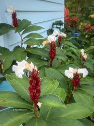 Image result for Ceropegia rendallii