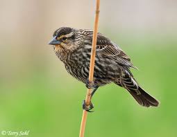 Runs or hops while foraging on the ground. Red Winged Blackbird Photos Photographs Pictures