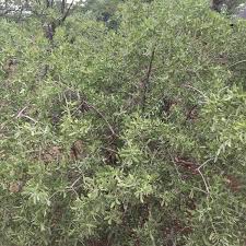 Image result for Salvadora australis