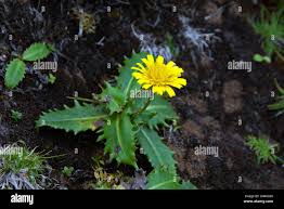 Image result for Tolpis