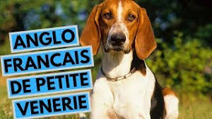 About press copyright contact us creators advertise developers terms privacy policy & safety how youtube works test new features. Anglo Francais De Petite Venerie Dog Breed Facts And Info Youtube