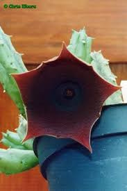 Image result for Huernia aspera