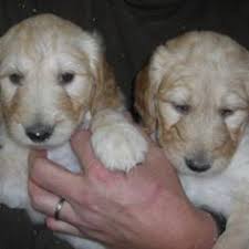 A good breeder will not only help match the perfect puppy for your family, they will also adhere to ethical and responsible canine care. 10 Goldendoodle Puppies For Sale In Minnesota Ideas Goldendoodle Puppy For Sale Goldendoodle Puppy Goldendoodle