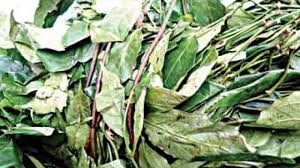 Health Benefits Of Gongronema Latifolium Utazi The Guardian Nigeria News Nigeria And World Newsfeatures The Guardian Nigeria News Nigeria And World News