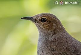 List Birds That Start With B Follow Our Team Lead For Some Fantastic Collection Of Wildlife Images Visit Us At Www Wild India In Repost In 2020 Wildlife Photography Bird Photography Ecotourism