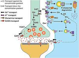 Gaba Transporter Wikipedia