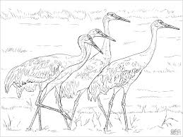 Crane has a size large enough, but it also has legs and a long neck and also has a strong. Cranes Coloring Pages Coloringbay