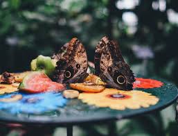 Uneori ma intreb acelasi lucru. Cat Traiesc Fluturii Maestrii Camuflarii Coloreaza Lumea Top 10 Curiozitati Fascinante Despre Fluturi