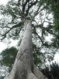Image result for Ceiba