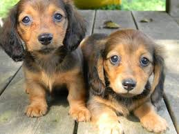Jack is the kind of puppy that you will only come. 1 Longhair Red Female Mini Dachshund Puppy For Sale In Fredericksburg Virginia Classified Americanlisted Com