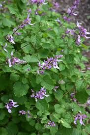 Image result for Ocimum labiatum