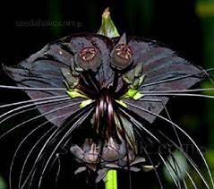 Black Bat Flower Tacca Chantrieri Mygarden Org