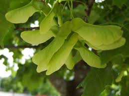 See full list on wikihow.com Maple Seeds Helicoptering From The Trees Maple Tree Seeds Tree Seeds Maple Tree