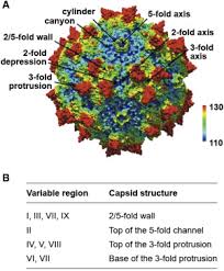 Clinical Considerations For Capsid Choice In The Development Of Liver Targeted Aav Based Gene Transfer Molecular Therapy Methods Clinical Development