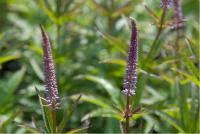Check spelling or type a new query. De Kleine Plantage