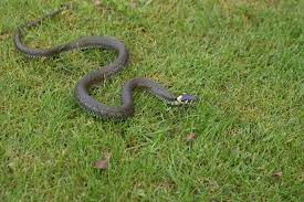 Comment identifier un serpent venimeux ? Comment Faire Pour Se Debarrasser Des Serpents