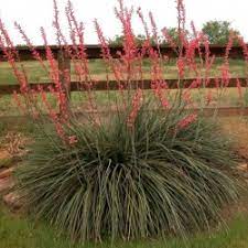 The yucca plant is a widely popular drought tolerant evergreen garden perennial. Buy Red Yucca Hesperaloe Parviflora 10 Seeds Online Seeds Hobbyseeds Store