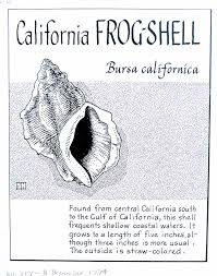 Art Forms From The Ocean The Radiolarian Atlas Of 1862 California Frog Shell Bursa Californica Gulf Of California Central California Bursa