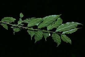 Image result for Rytigynia