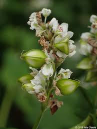 Image result for Fagopyrum esculentum