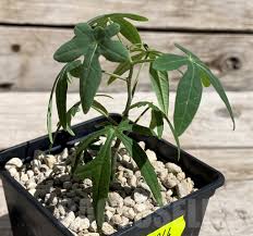 Image result for Adenia stenodactyla