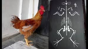 Write down what they look like in the table. Chicken Skeleton Preparation Youtube
