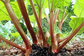 Wenn ich den rhabarber einmal gepflanzt habe, kann er im beet bleiben? Rhabarber Ernten Wann Ist Erntezeit Plantura