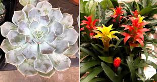 We did not find results for: 30 Houseplants Safe For Cats Plantcaretoday