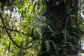 Image result for Pentadesma reyndersii