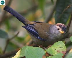 Https Www Facebook Com Wonderbirdspecies Blue Winged Minla Siva Minla Cyanouroptera Indian Subcontinent And Southeast Asia Iucn Red List Of Threatened Sp