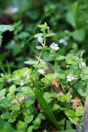 Image result for Clinopodium uhligii