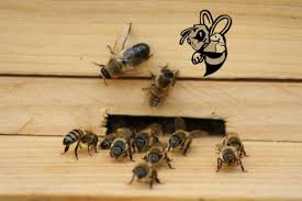 We use proven techniques for pest prevention and environmentally responsible treatments. Port Charlotte Bee Removal Call Now 941 203 1814 For Free Quote