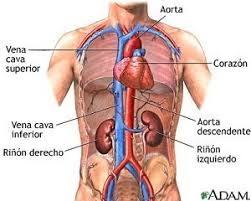 Resultado de imagen para sistema circulatorio