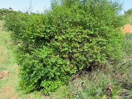 Image result for Halleria lucida