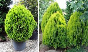 Platycladus is a monotypic genus of evergreen coniferous trees in the cypress family cupressaceae, containing only one species, platycladus orientalis, also known as chinese thuja, oriental arborvitae, chinese arborvitae, biota or oriental thuja. Thuja Orientalis Aurea Nana Dwarf Golden Oriental Thuja Garden Plants Online