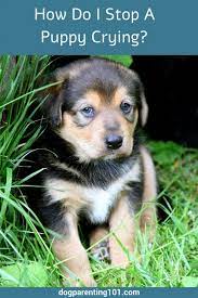 Has Your New Puppy Been Crying Or Whining That Sound Just Breaks Your Heart Doesn T It Who Can Blame Him Or Her Away From H Dog Crying Puppies Puppy Whining