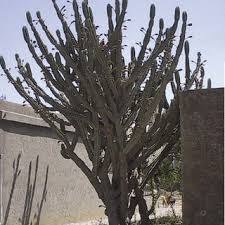 But the growth of most of them is patchy and virtually unnoticeable. Pdf Blooming Rhythms Of Cactus Cereus Peruvianus With Nocturnal Peak At Full Moon During Seasons Of Prolonged Daytime Photoperiod