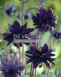 Image result for Aquilegia pompom mix