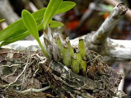 Image result for Polystachya bennettiana