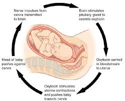 There are two types of diabetes, type 1 and type 2. 10 7 Homeostasis And Feedback Biology Libretexts