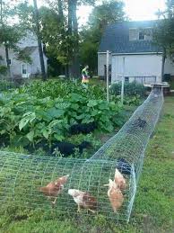 Diy Chicken Tunnel Backyard Chicken Coop Plans Chicken Tunnels Chicken Diy