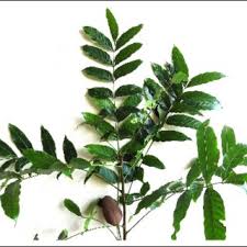 Image result for Swietenia