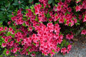 We did not find results for: Bright Red Flowers On The Bush Stock Photo Picture And Royalty Free Image Image 13917813