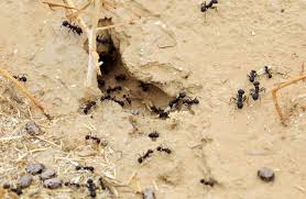 Ants will carry the bait back to the colony, share the bait and then it gets dispersed and kills off the they can trace it back to the colony where they're originating from and eliminate most of the problem. Ants In The Yard