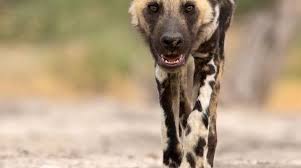 Afrika Yaban Kopegi Botswana Okovango Deltasinda In 2020 Wild Dogs African Wild Dog Animals
